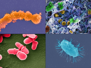 FOUR TYPES OF MICROBES-COLORFUL IMAGES
