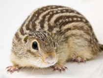 ground squirrel with stripes