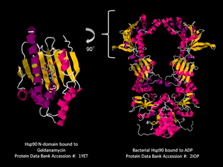 crystal structures of HSP90 look like 3-D paper sculptures