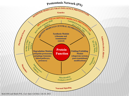 circle representing the Proteostasis Network
