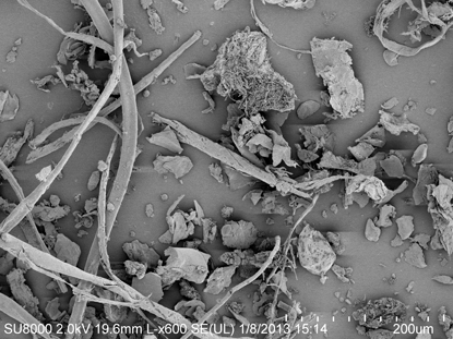  scanning electron micrograph, black and white