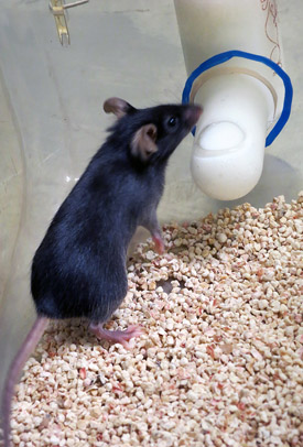 mouse drinking from a special container