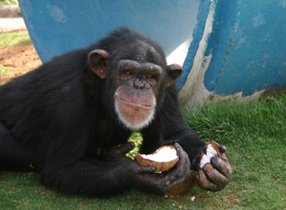 chimpanzee eating a coconut