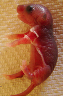 hairless mouse with peeling skin on forelimbs