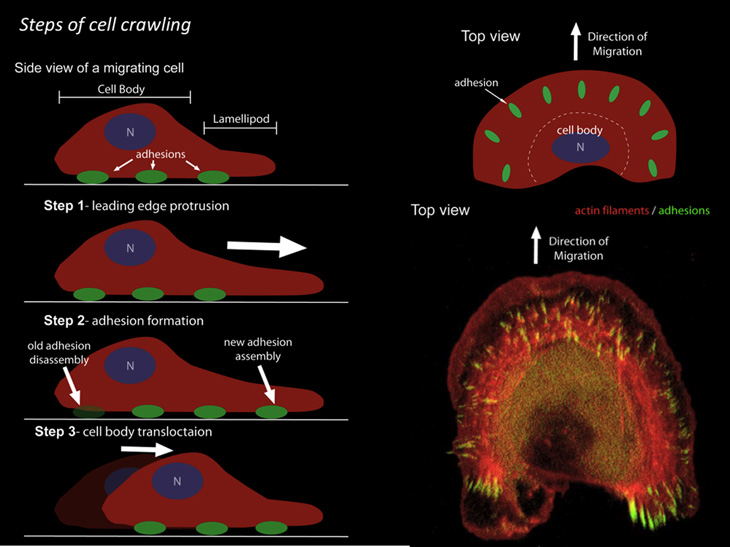 DIAGRAM OF CELL CRAWLING