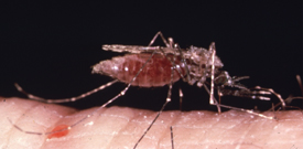 mosquito on human skin