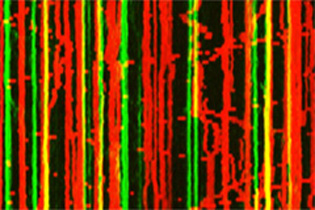 verticle green and red lines