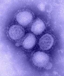  flu virus-in purple
