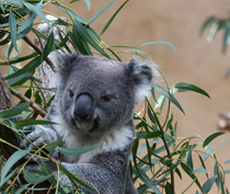 koala bear in a tree