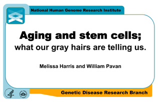 Aging and stem cells: what our gray hairs are telling us