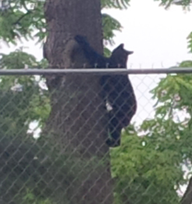 brown bear up a tree