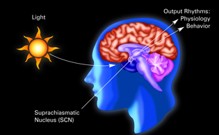 illustration of human head and brain showing the location of the SCN