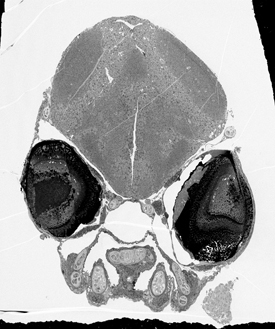 cross-sectional image of zebrafish brain