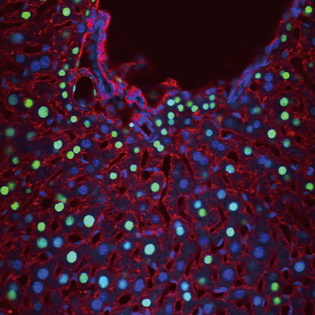  cells all lit up in different colors