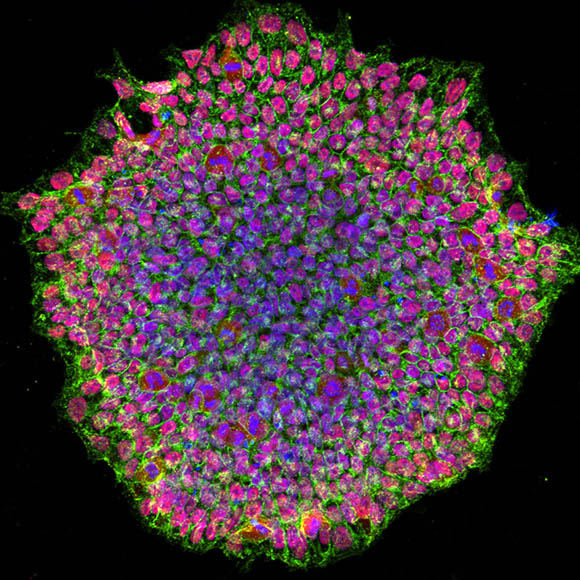 image of multi-colored cells