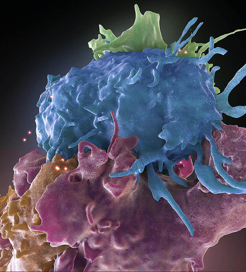 model of different colored immune cells that are intertwined