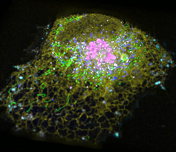 Hyperspectral imaging that shows different color signals for six types of membrane-bound organelles in an eukaryotic cell: endoplasmic reticulum, Golgi, lysosome, lipid droplet, peroxisome, and mitochondria.