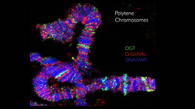 Staining of O-GlcNAc transferase and O-GlcNAc on the giant chromosomes of Drosophila melanogaster.