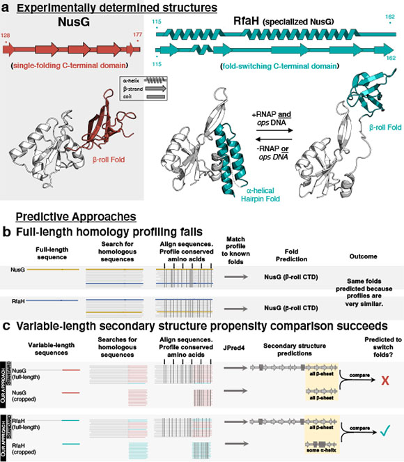 Figure 1. (a) An example of fold-switching: RfaH’s C-terminal domain (teal) completely switches between alpha-helical and beta-sheet folds, while the C-terminal domain of its homolog, NusG (red) maintains a b-sheet fold. An overview of the methods used to predict protein structure (b) and fold-switching (c) are shown below.