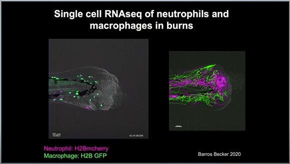 scientific images of zebrafish tails