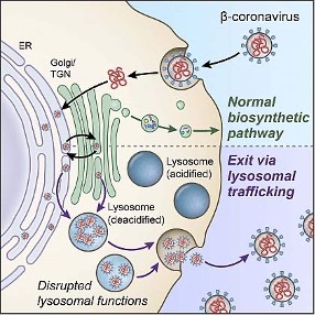 diagram of how the SARS-CoV-2 virus exits cells