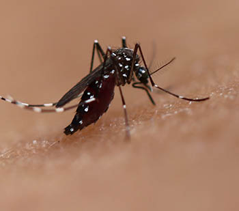 mosquito on human skin