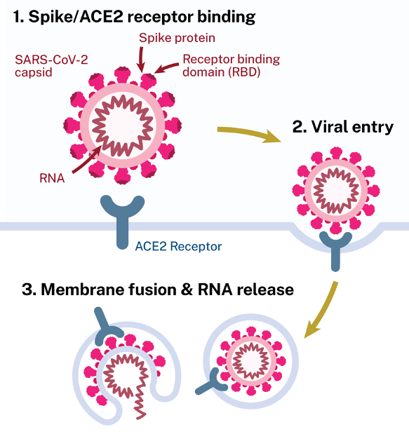 diagram of how the novel coronavirus uses the ACE2 receptor to infect cells