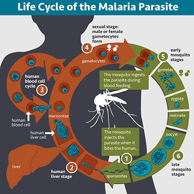 Life Cycle of the Malaria Parasite. 1, sporozoites, the mosquito injects the parasite when it bites the human. 2, human liver stage. 3, human blood cell cycle. 4, sexual stage: male or female gametocytes form. 5, early mosquito stages, the mosquito ingests the parasite during blood feeding. 6, late mosquito stages.