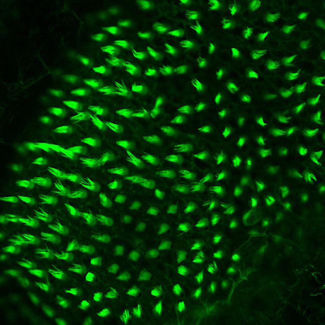 Genomics study identifies unique set of proteins that restores hearing in zebrafish