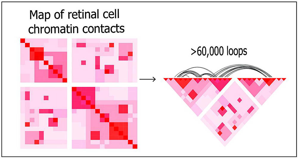 3D map reveals DNA organization within human retina cells