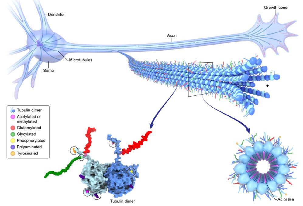 illustration of modifications to neuronal microtubules