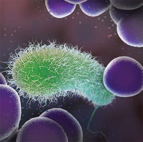 Pseudomonas aeruginosa (green) surrounded by signaling molecules released by Staphylococcus aureus (purple spheres)