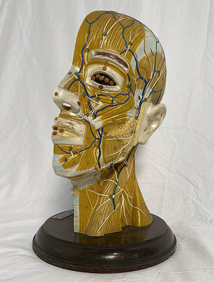 model of the muscles and blood vessels in the head