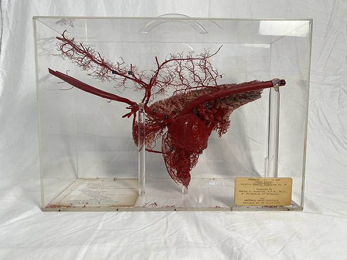 model of a sheep’s heart, lungs, and blood vessels