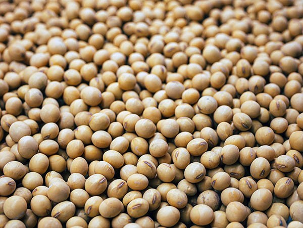 soybeans