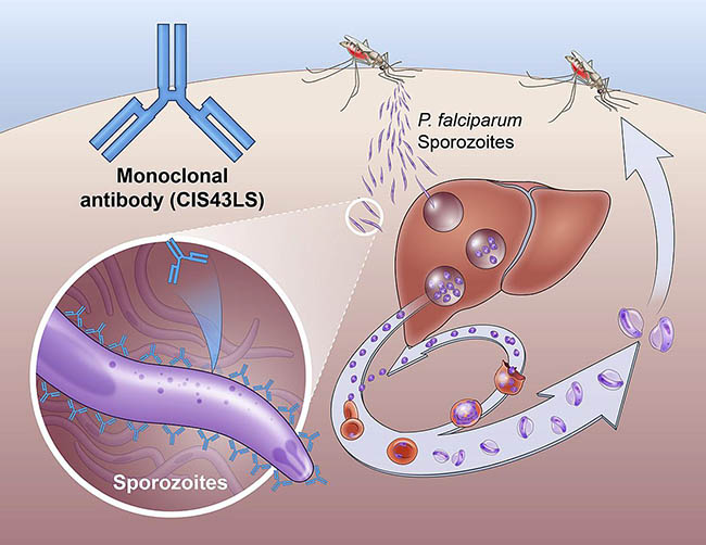 diagram showing how an antibody drug called CIS43LS prevents malaria infection by interrupting the lifecycle of the Plasmodium falciparum parasite. 