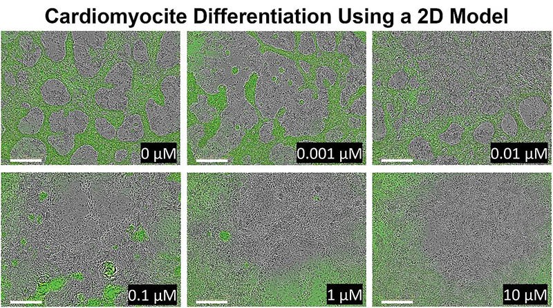 2D model showing how the pluripotent stem cells react to human relevant doses of cadmium over 8 days