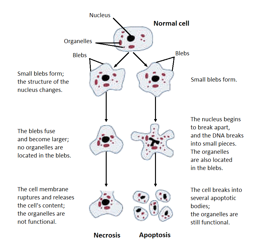 diagram showing the difference between two types of cell death, called apoptosis and necrosis