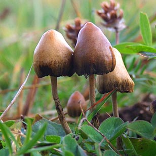 psilocybe semilanceata poisonous look alikes