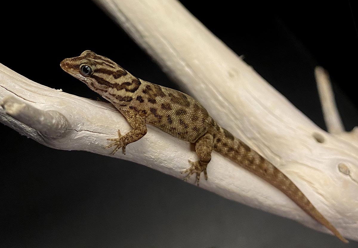 gecko on a branch