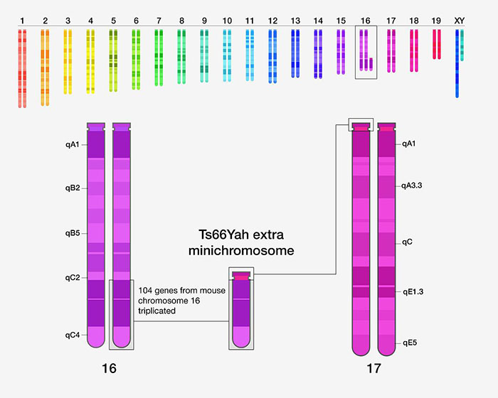diagrams showing extra "minichromosome" on chromosome 17 of a new Down syndrome mouse model