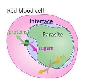 diagram of the movement of nutrients within a red blood cell infected with the malaria parasite