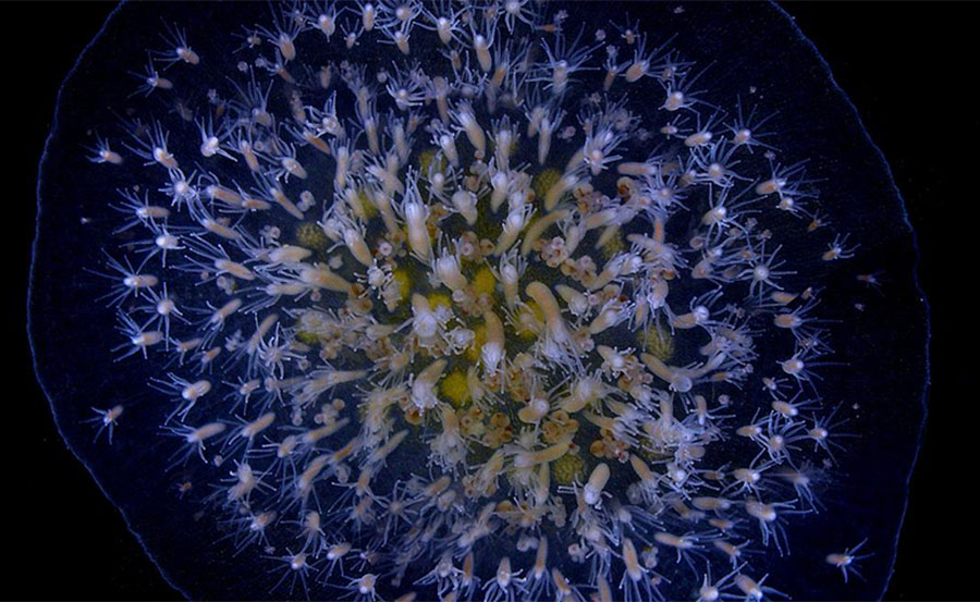 Hydractinia symbiolongicarpus, a small, tube-shaped animal that lives on the shells of hermit crabs