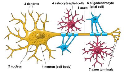 neurons and glial cells