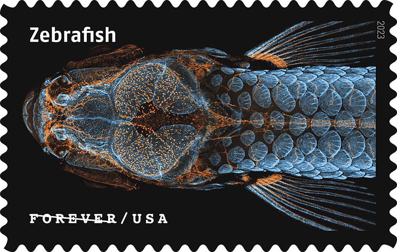 juvenile zebrafish with a fluorescently tagged skull, scales and lymphatic system