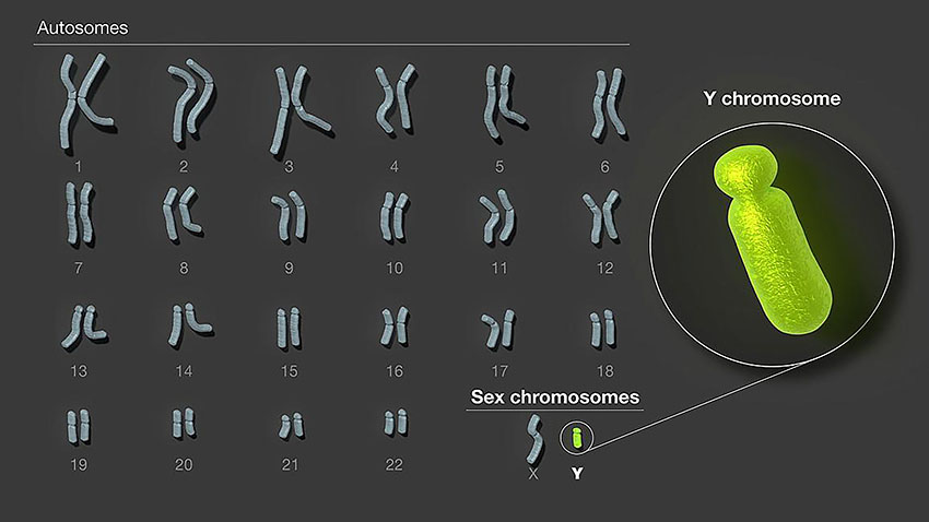 diagram of human chromosomes highlighting the Y chromosome