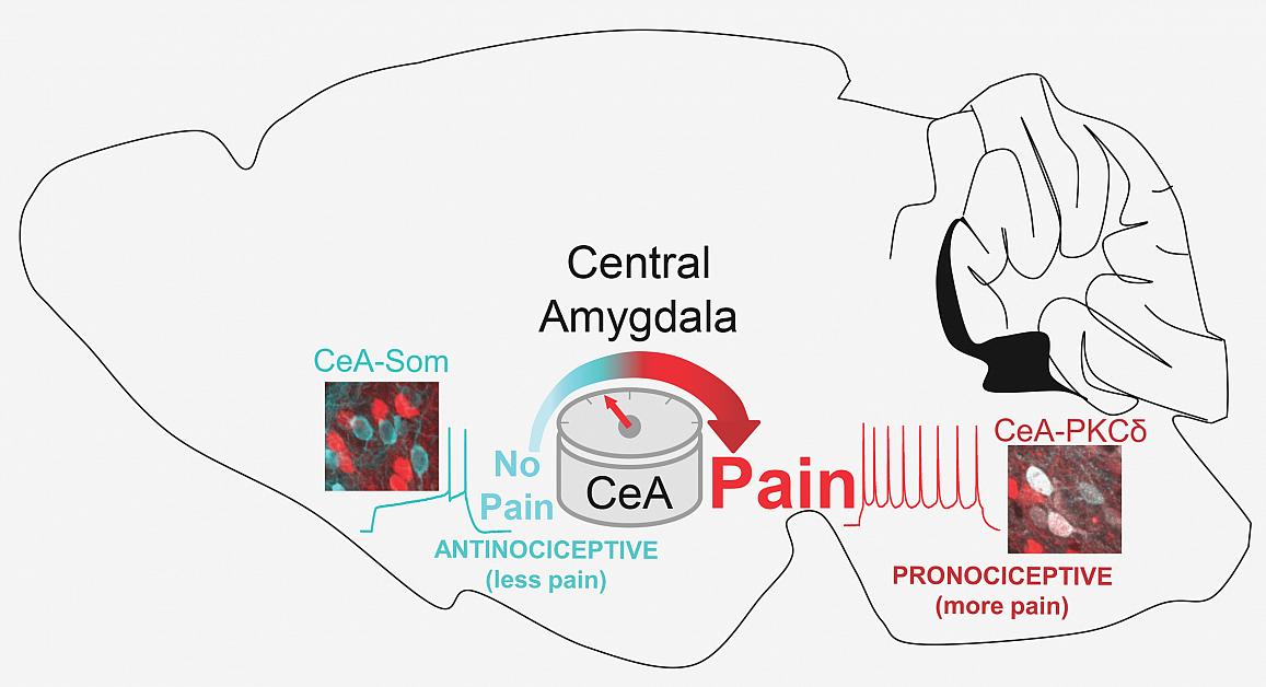 diagram showing how different types of neurons in the central amygdala dial pain up and down