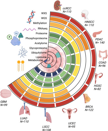 circular pie graph illustrating types of cancer