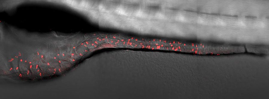 BEST4+ cells are labelled red along the zebrafish gastrointestinal tract