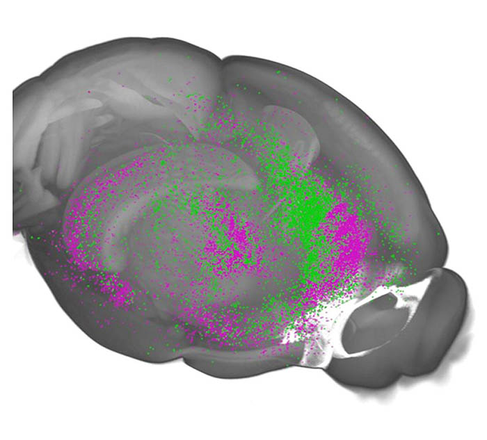 Diagram of mouse prefrontal cortex showing neural projections to the midbrain (purple) and the amygdala (green), pathways involved in learning about threat